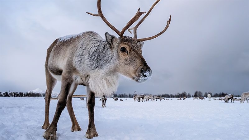 A reindeer with tall antlers standing in fresh snow