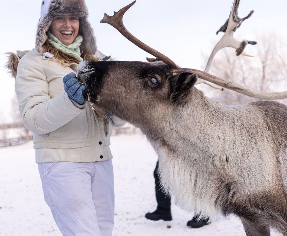 A guest laughing as a reindeer eats from her hand